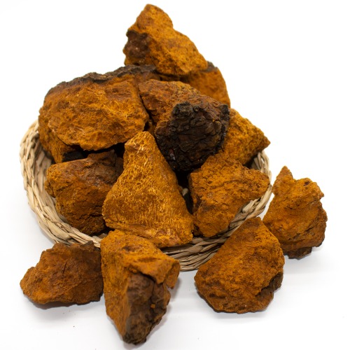 차가버섯 효능 및 부작용