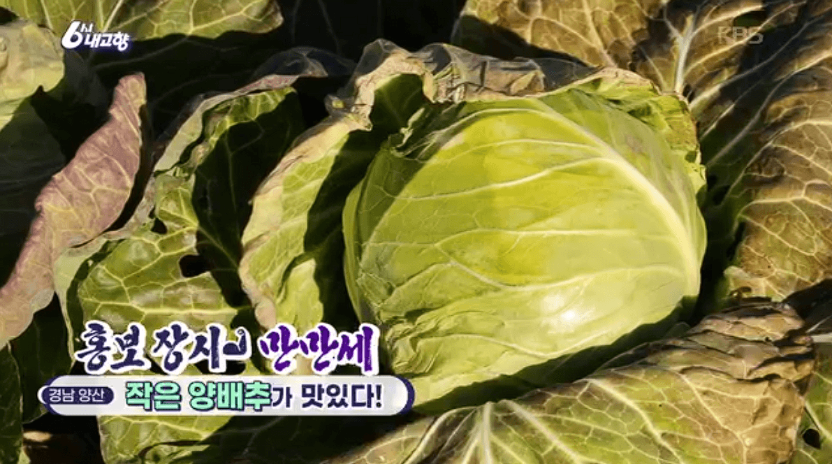 [6시내고향] 경남 양산 소형 양배추 명촌농원 스마트스토어 택배 판매처 정보를 설명하는 이미지
