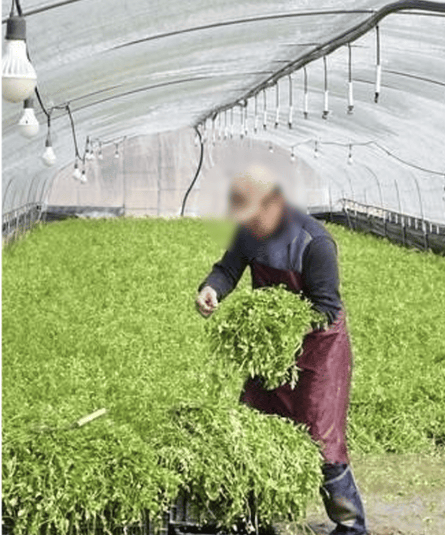 2025 원동 미나리 축제 가는법2