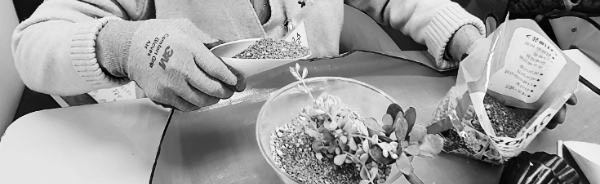 다육이 키우기: 다육이 분갈이