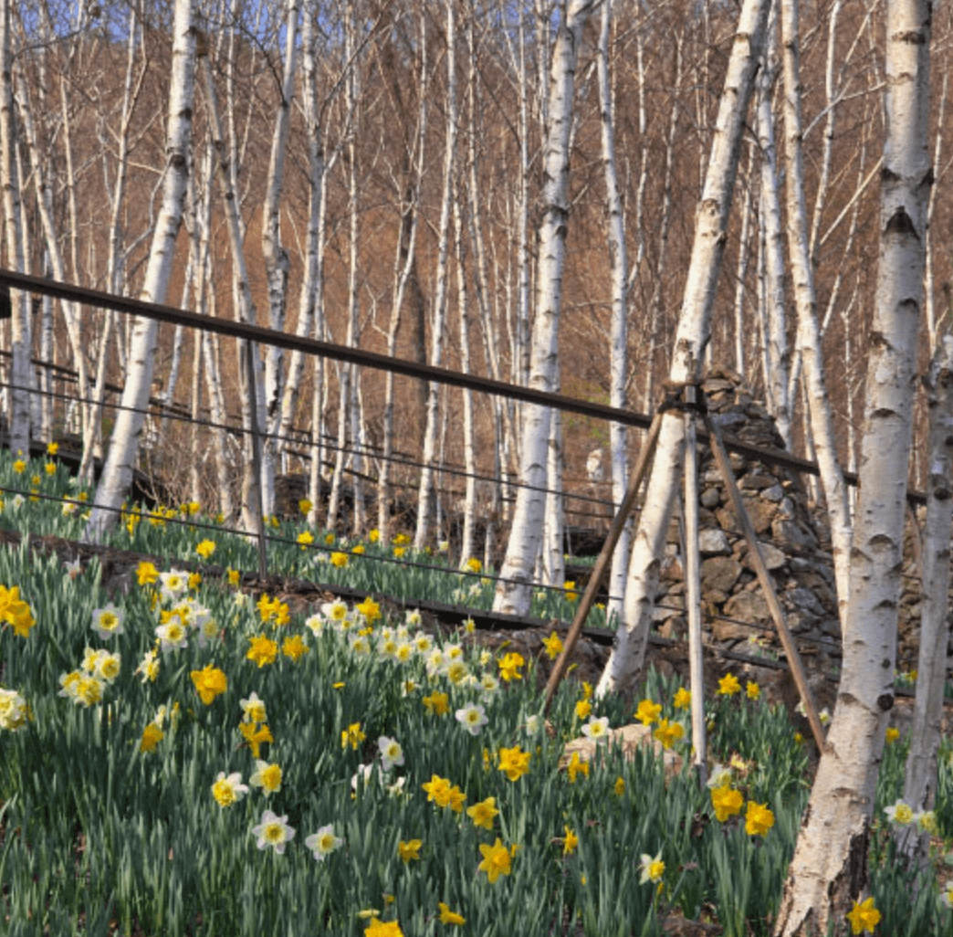 화담숲 화담채 모노레일 사전 예약, 할인받고 예매 하기