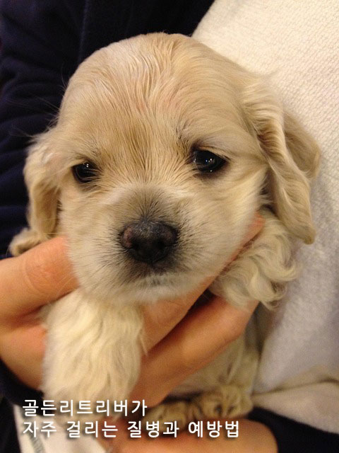 골든리트리버가 자주 걸리는 질병과 예방법