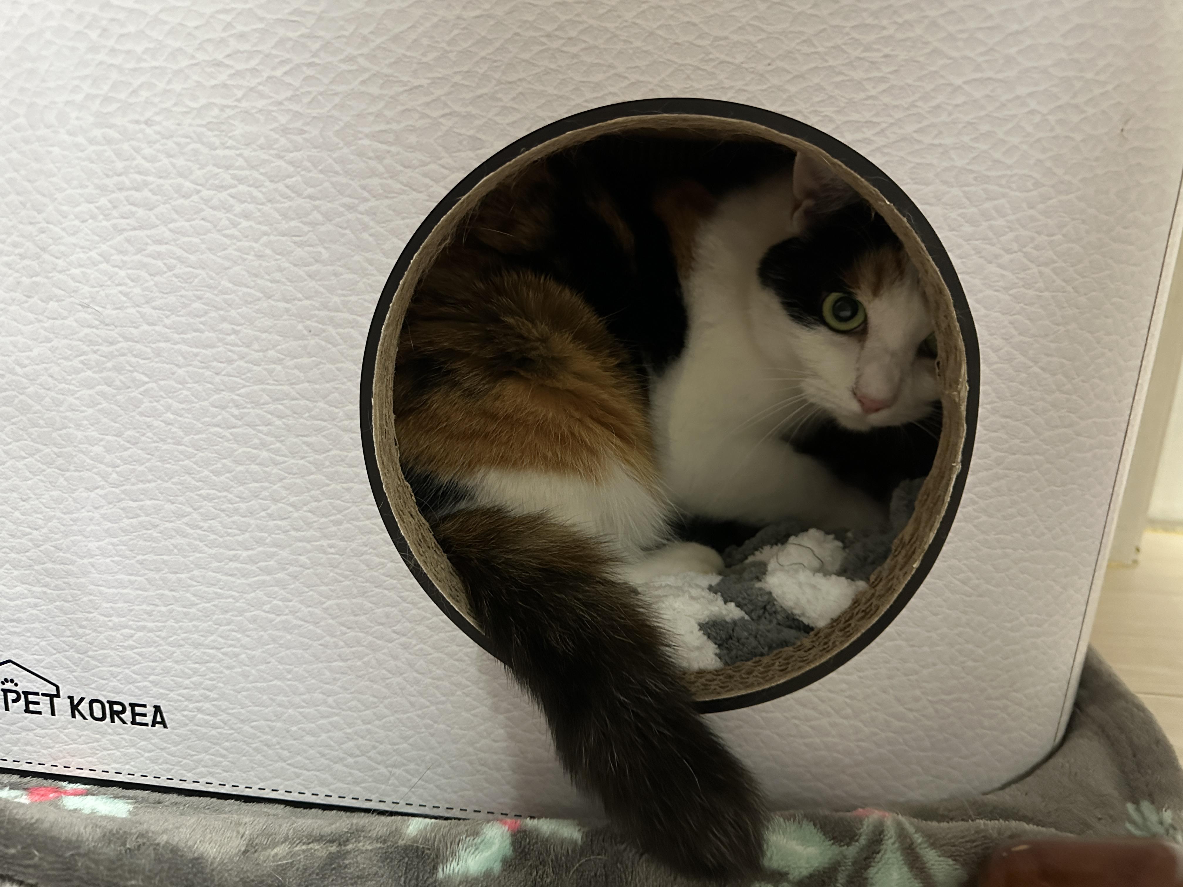 방석이_깔린_스크래쳐하우스_안에서_엄마랑_눈마주친_요미