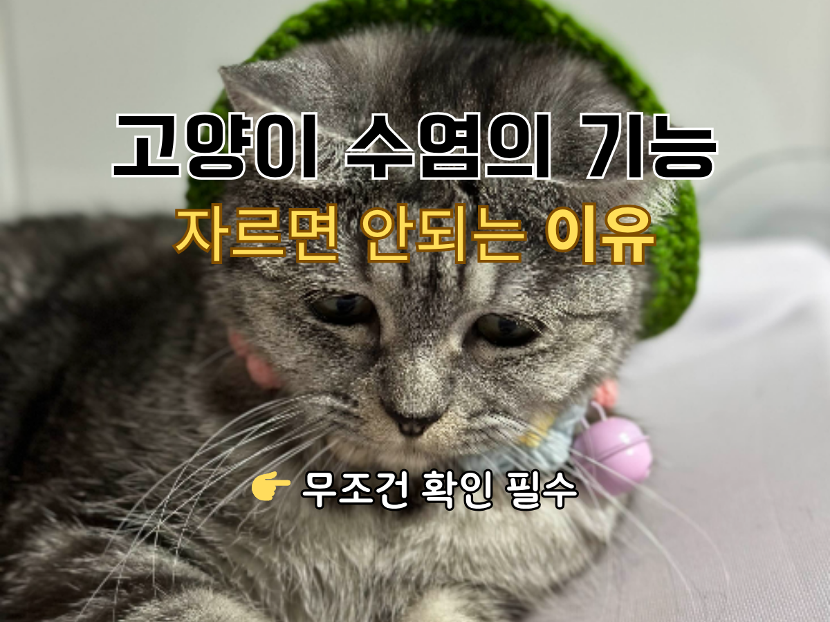고양이 수염의 기능과 중요한 역할 안내
