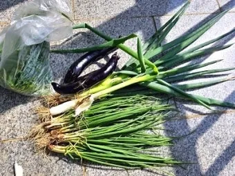 텃밭 부추 쪽파 재배 다년생 관리 수확주기 웃거름 월동_4