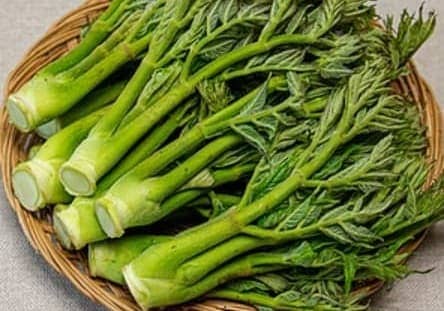 두릅 – 봄에만 먹을 수 있는 산채의 왕