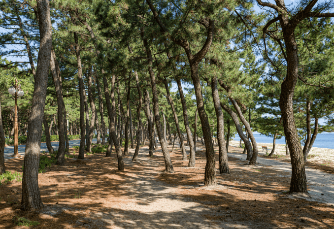 송정해변