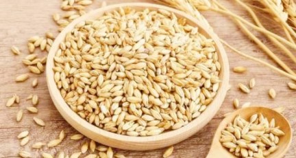 카무트효소-효능-효과-4