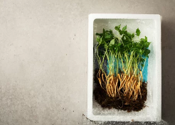 장뇌삼/출처:어도비스톡