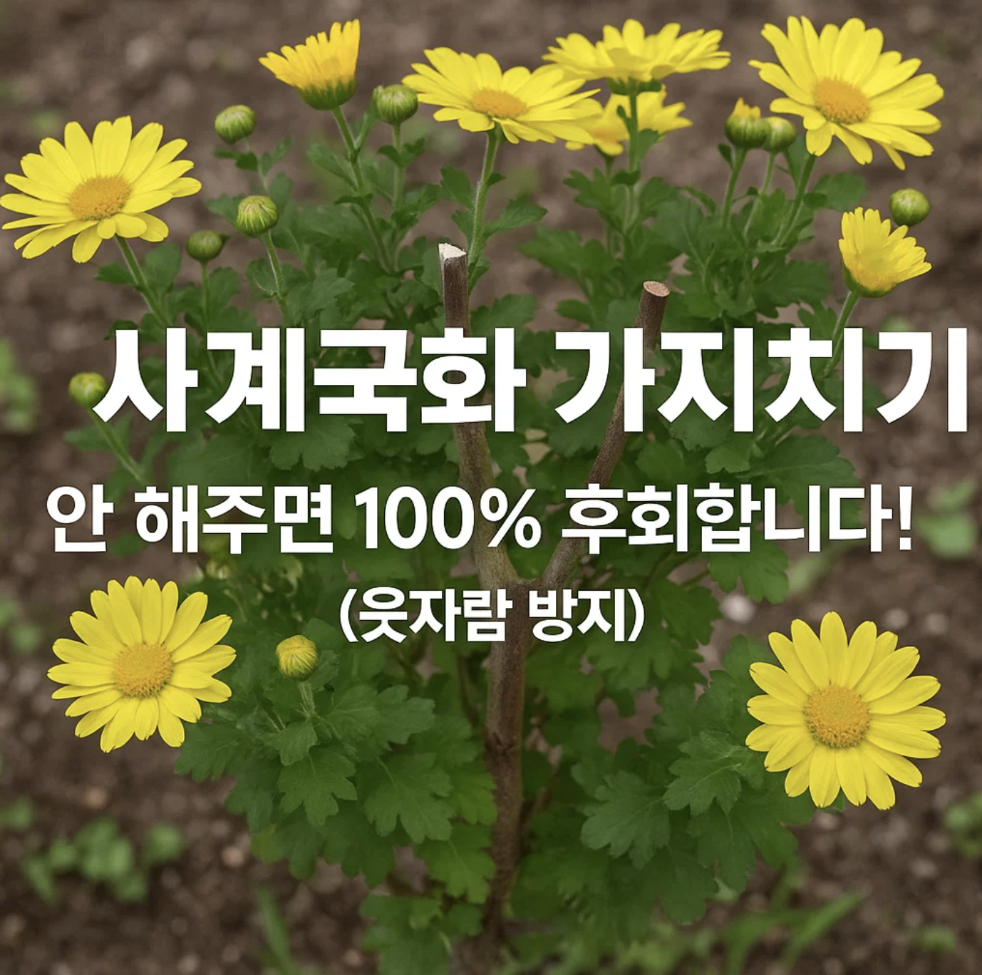 사계국화 가지치기, 안 해주면 100% 후회합니다! (웃자람 방지)