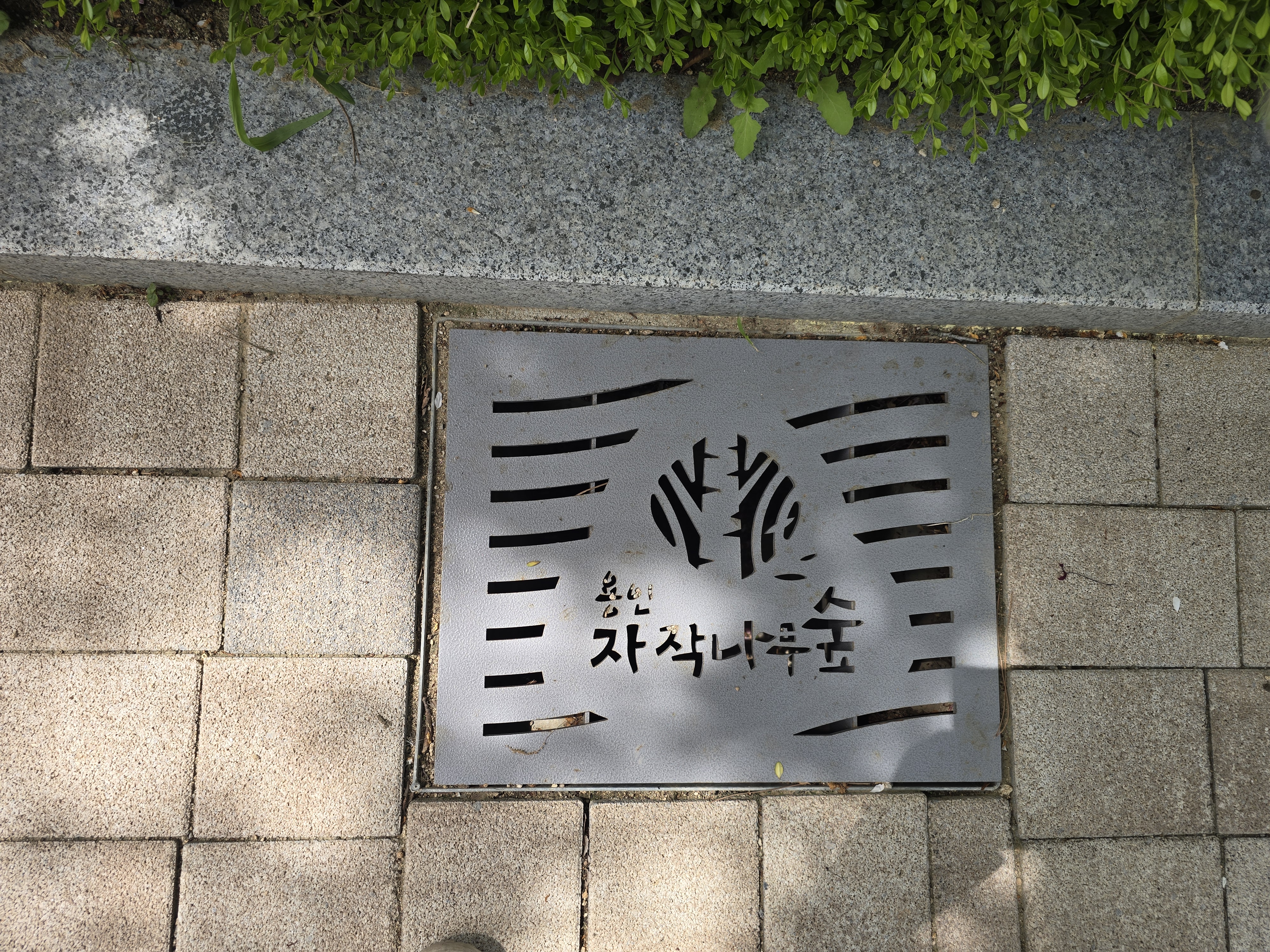 용인 자작나무 숲 봄꽃축제, 힐링 가득한 하루