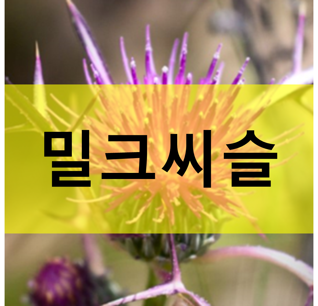 밀크씨슬