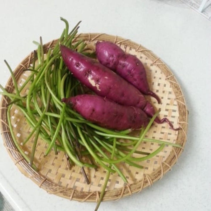 고구마란?