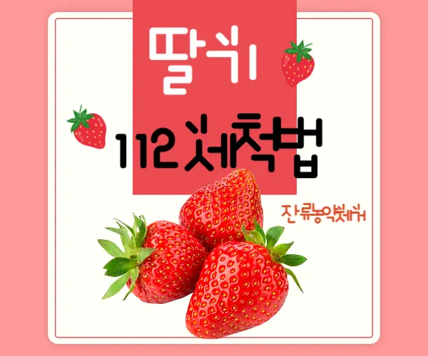 딸기세척