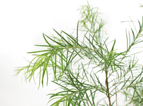 티트리잎과 홀리바질 자주 묻는 질문 FAQ