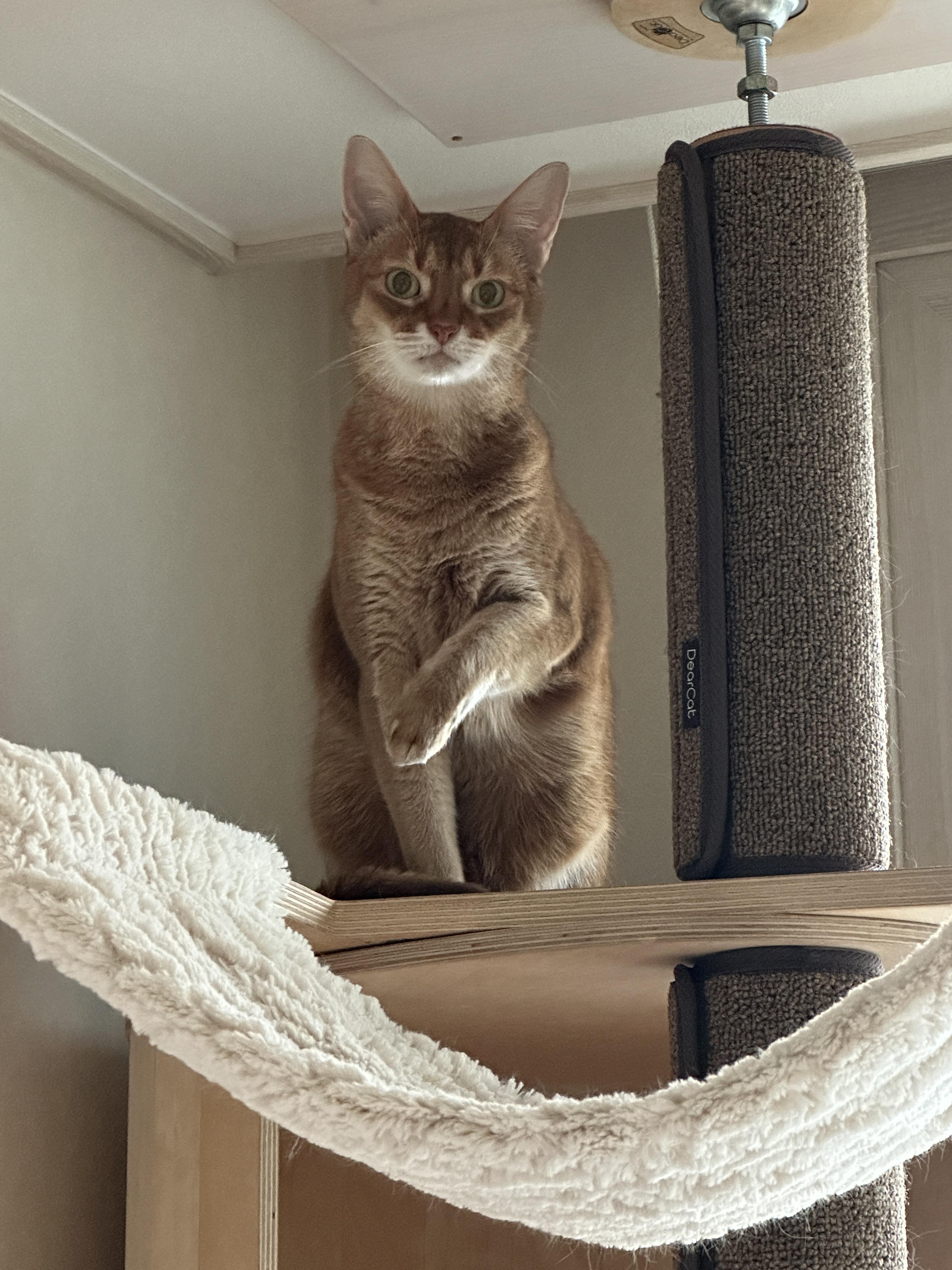 집 지키는 으르렁 고양이 루나 (feat. 용맹한 고양이 루나와 쫄보 고양이 막둥이)