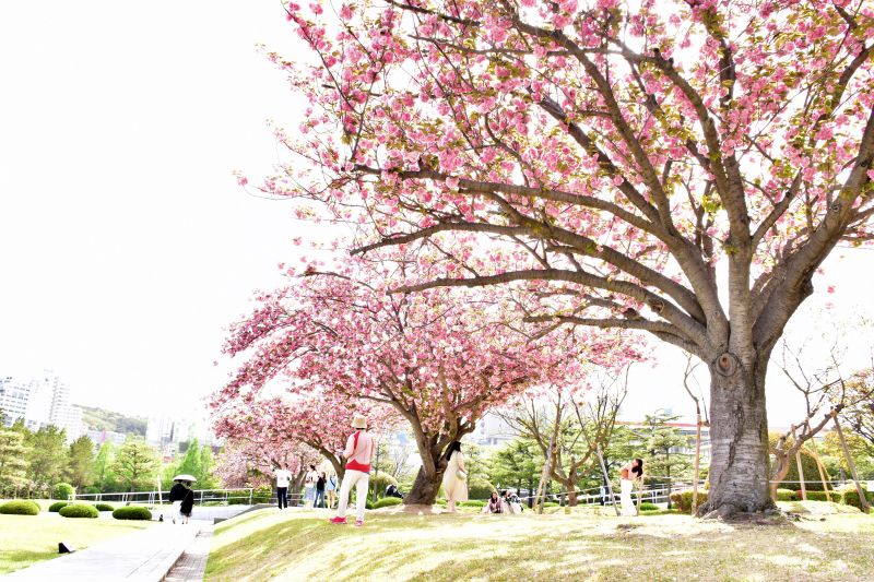 부산 겹벚꽃 명소 부산 유엔공원