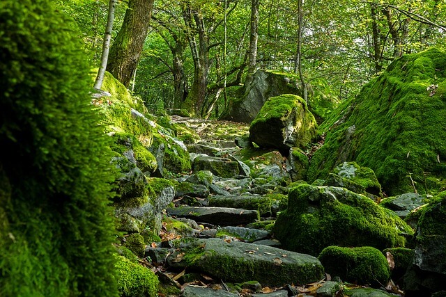 이끼-보는-꿈-해몽