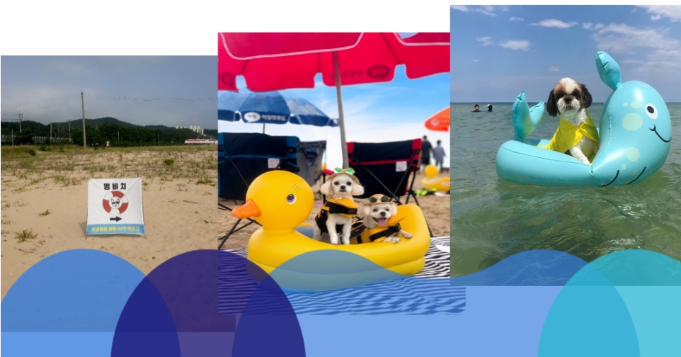2024년 애견동반 해수욕장 BEST 10
