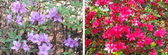 철쭉-영산홍-연산홍-구별법