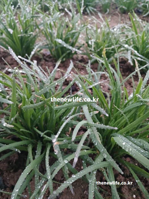 부추 효능 영양성분 실사진