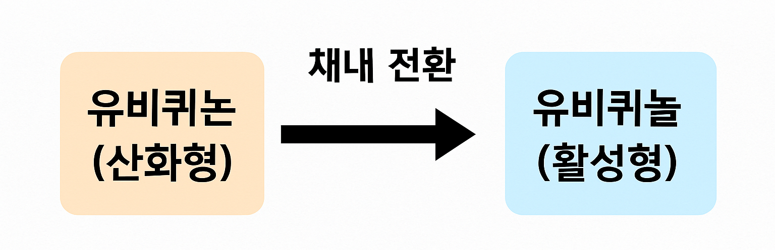 코큐텐 복용법