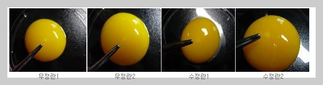 무정란 유정란 차이