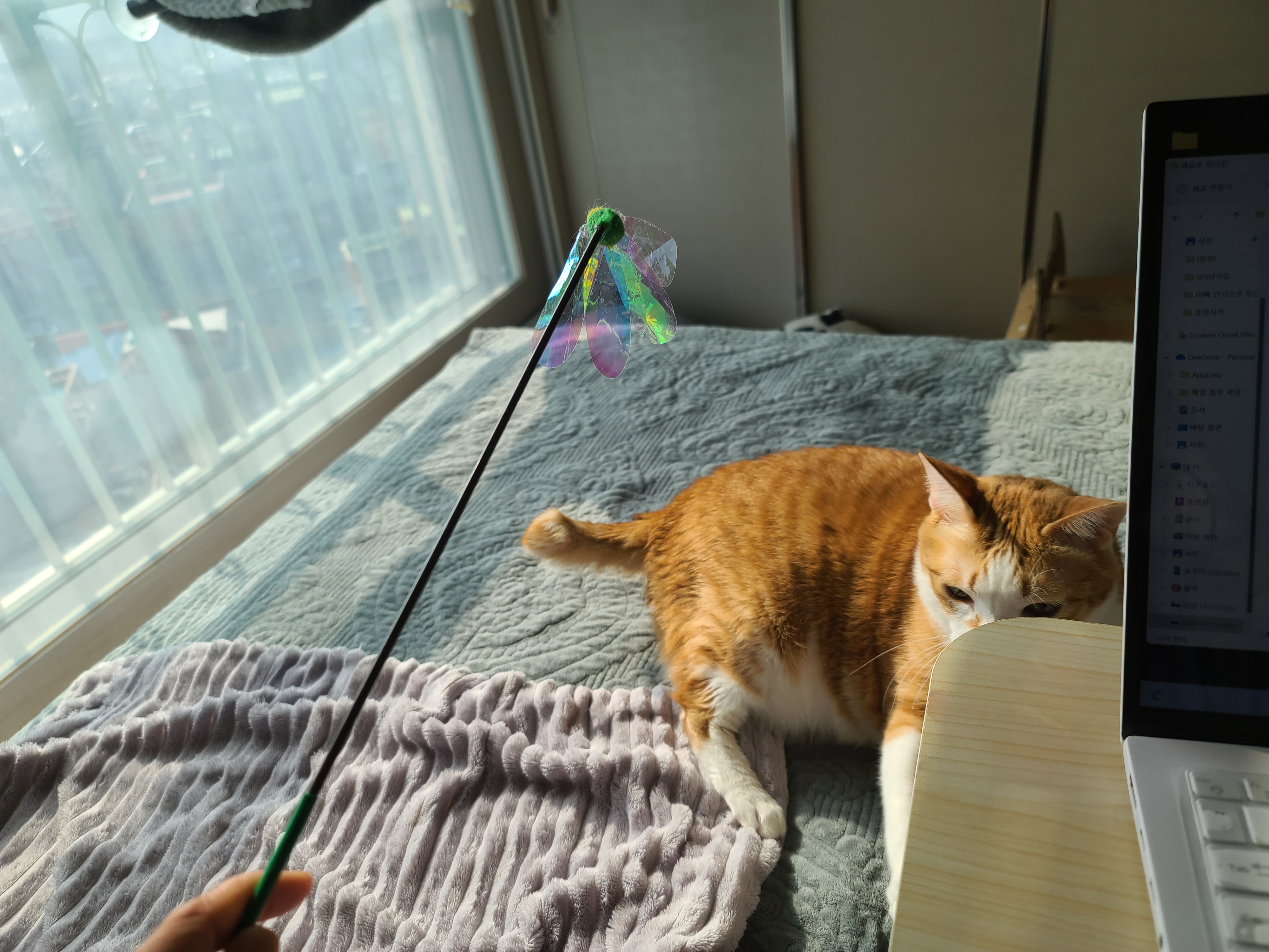 손님 접대하느라 힘들었던 고양이들(feat.체력좋은 호야)