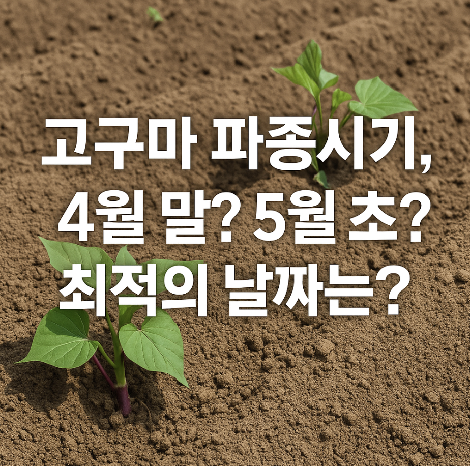 고구마 파종시기, 4월 말? 5월 초? 최적의 날짜는?