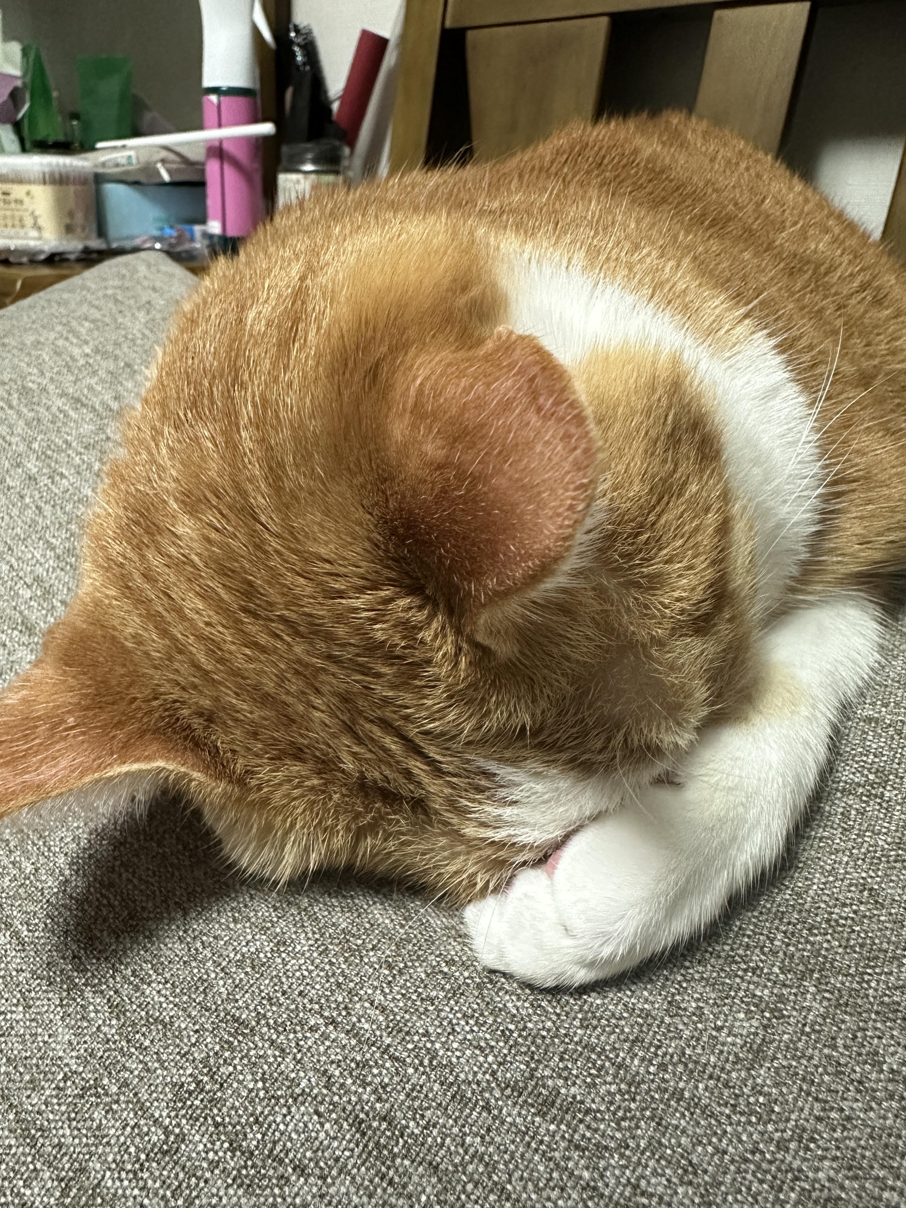 앞발로_얼굴_가리고_자고_있는_치즈냥이_호야