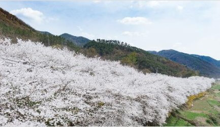 2023 섬진강변 벚꽃 축제