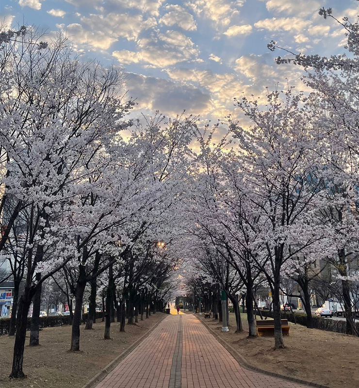 봉오대로 산책로의 벚꽃