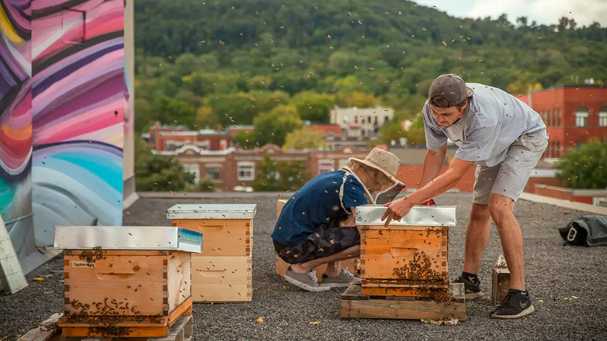 도시 양봉의 모든 것, 초보도 알기 쉬운 개념과 필요성