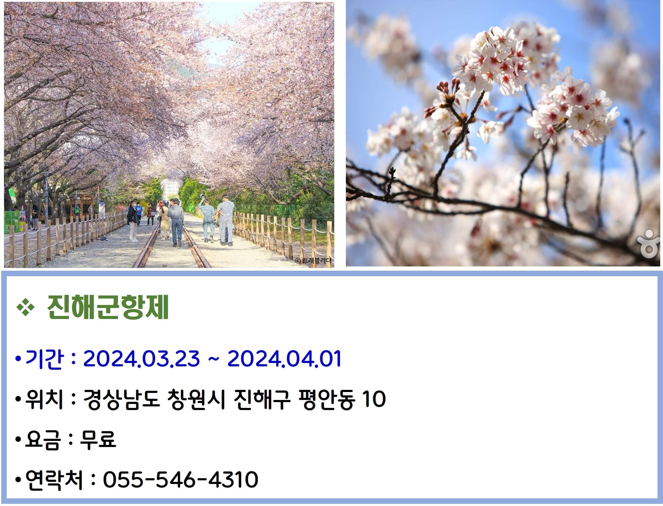 진해군항제