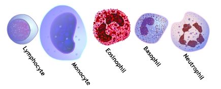Neutrophil 수치