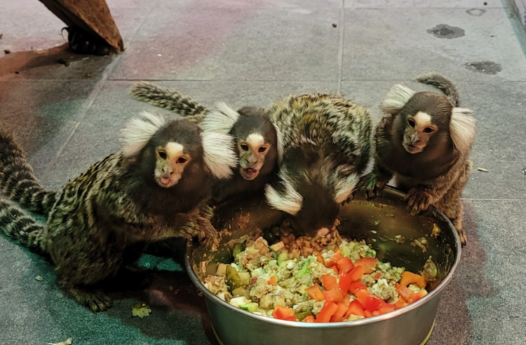 가평 신비동물원