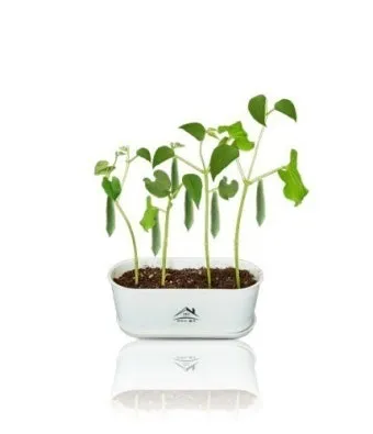 강낭콩 재배 파종 간격 잡초 억제 멀칭 요령_8