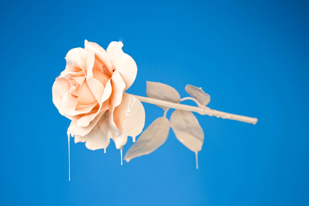 Camellia