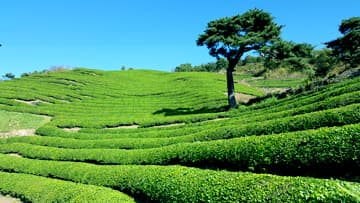 [5월 축제]2025 하동야생차문화축제❘기간, 일정, 체험 프로그램, 공연 정리