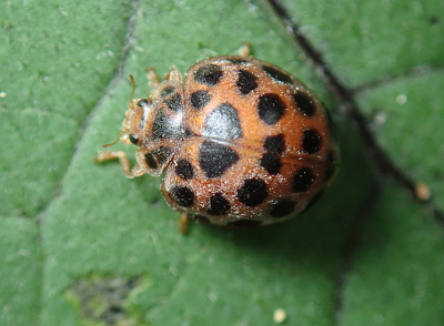 큰이십팔점박이무당벌레