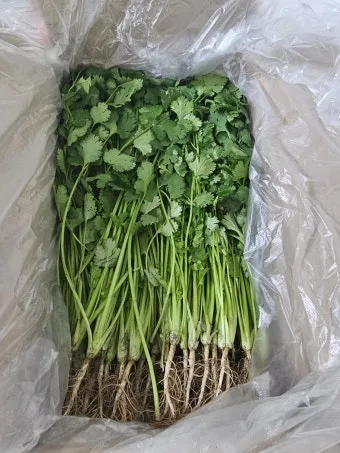 고수 나물 요리 재배 먹는법 무침 김치 만드는 법_10