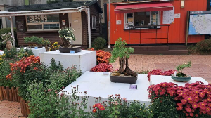 화성_우리꽃식물원_국화전시회