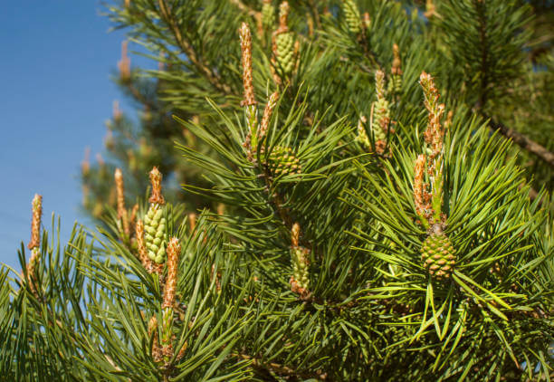 송담 효능 부작용 및 섭취 방법