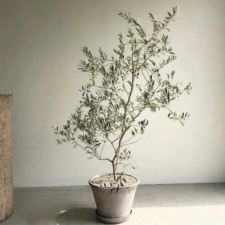 올리브 나무 키우는법 5가지 치명적 실수와 해결책 총정리를 안내_2