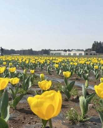 2025 제주 보롬왓 튤립축제