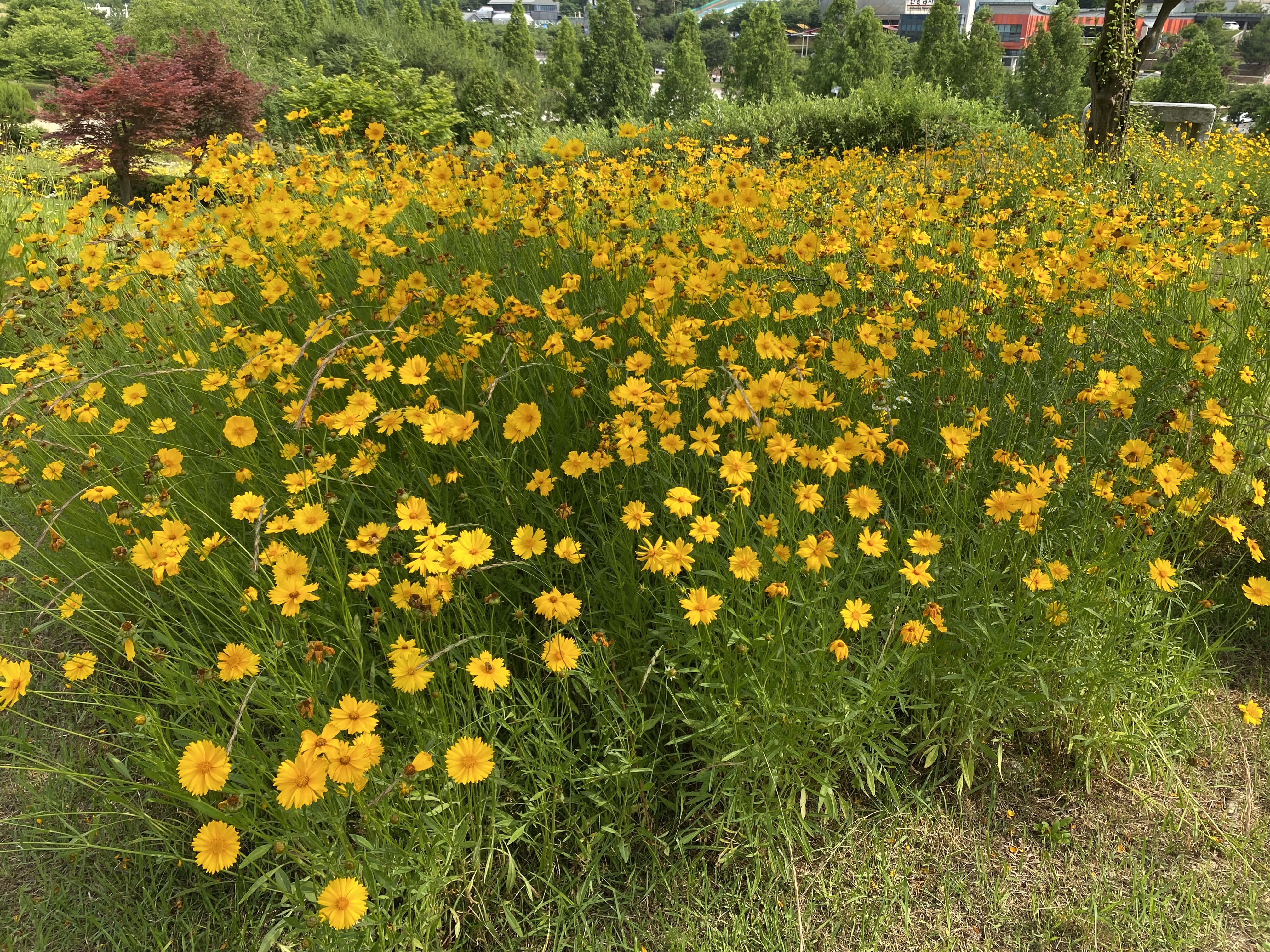 안성맞춤랜드 꽃들