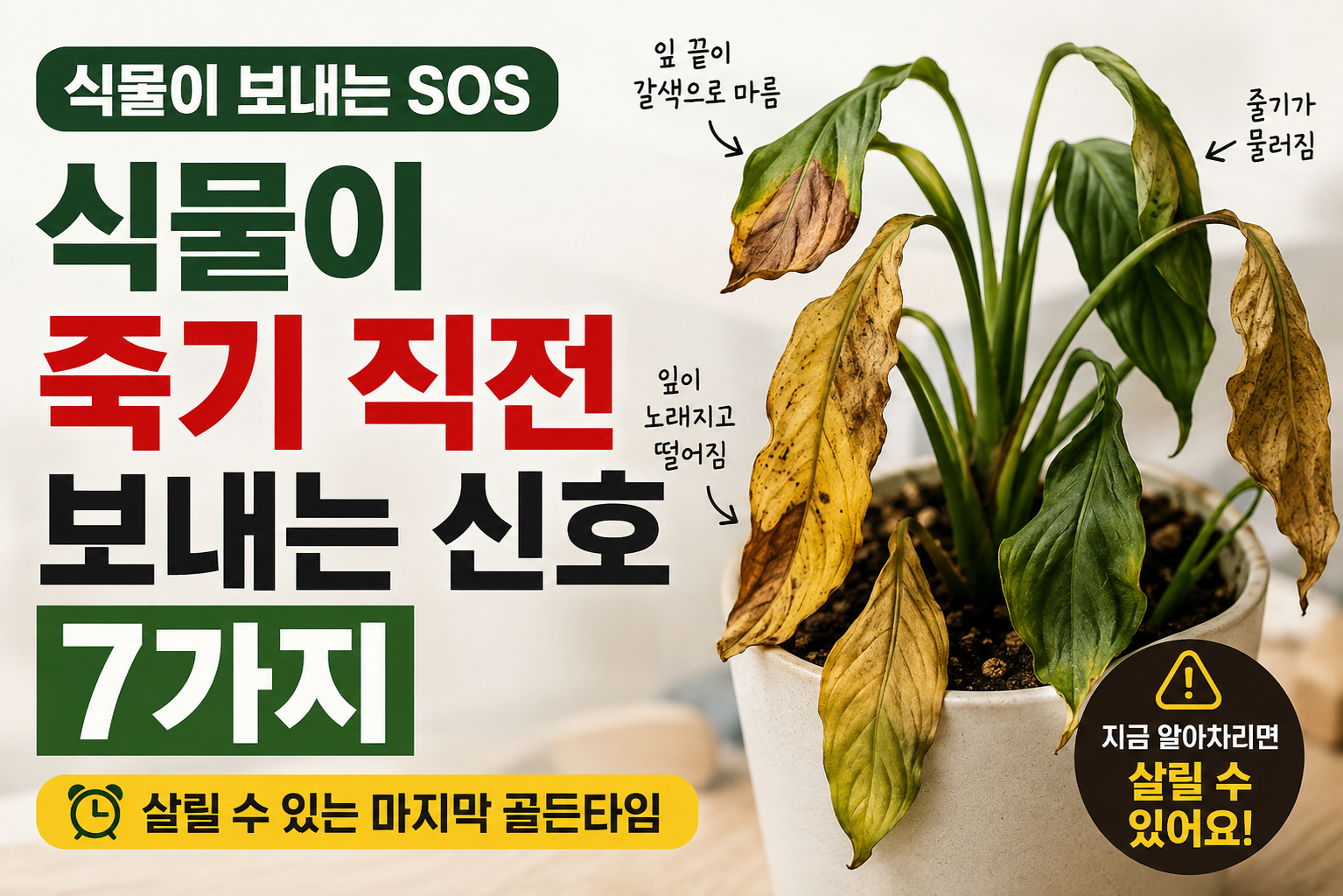식물이 죽기 직전 보내는 신호 7가지 ❘ 살릴 수 있는 마지막 골든타임