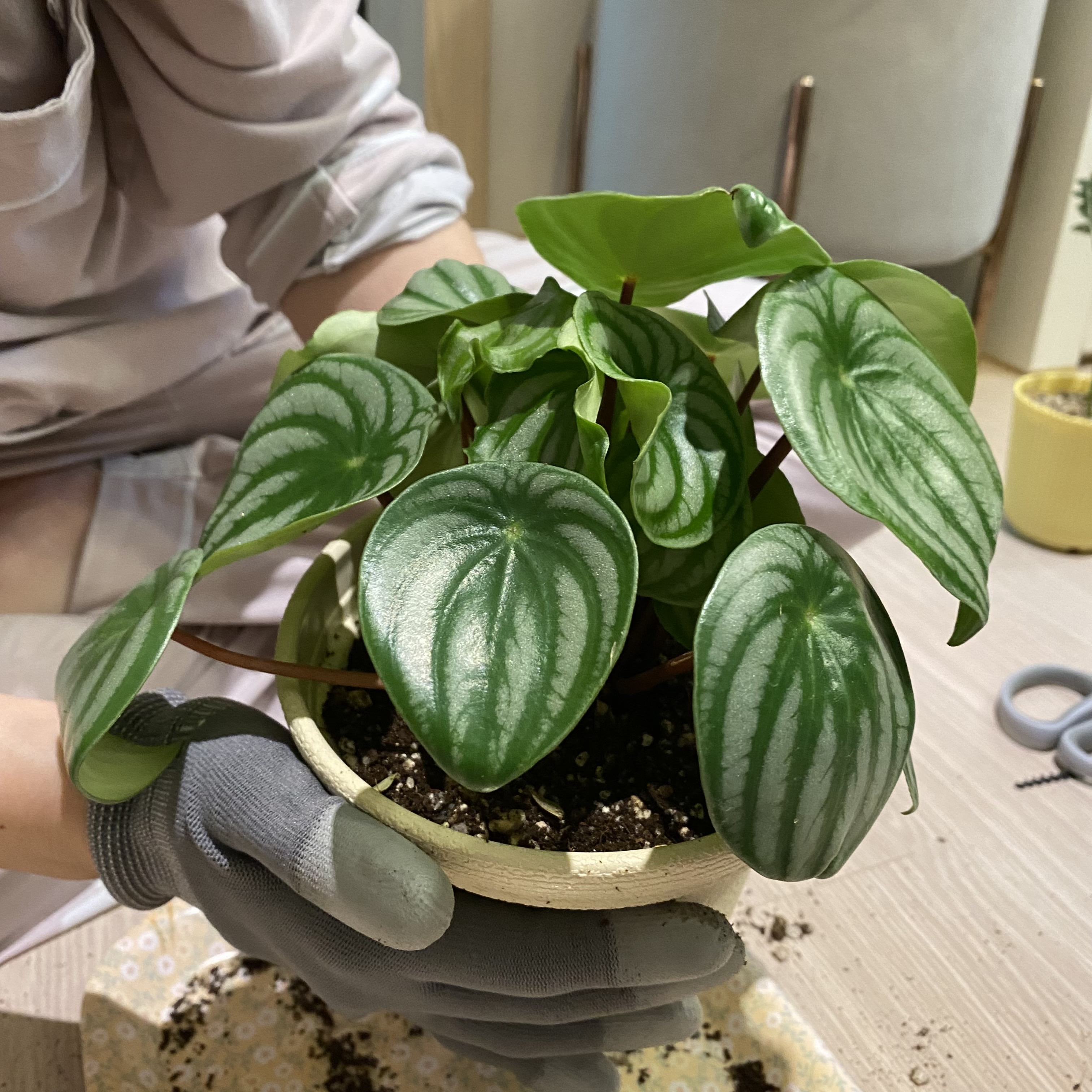 수박페페 화분옮기기