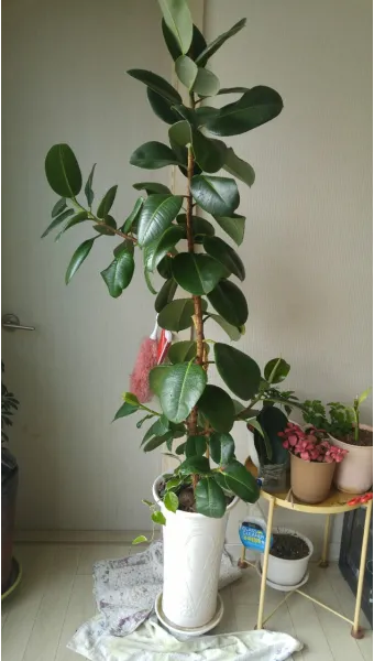 가지치기 요령 도구소독 새순유도 수형잡기 건강하게 키우기_13