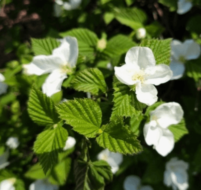 병아리 꽃나무 포토 꽃,꽃말 열매 씨앗 알아보기